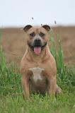 AMSTAFF ADULT 578